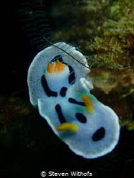 nudi by Steven Withofs 